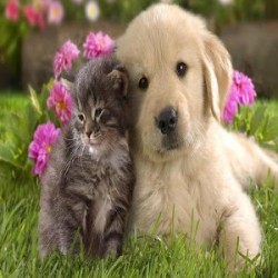 Finding the Pet Food that will Optimize Your Pets Health